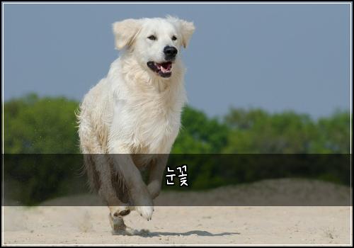눈꽃
