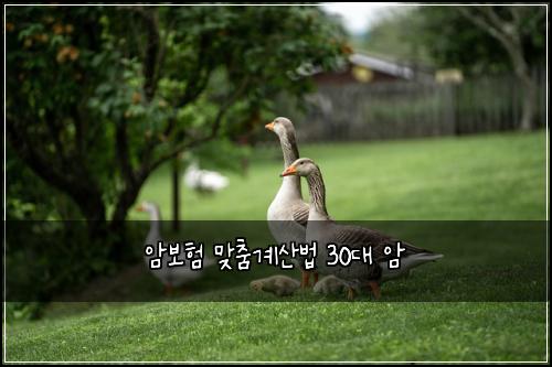 암보험 맞춤계산법  30대 암