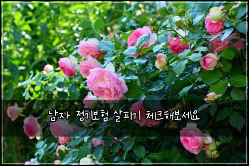 남자 정기보험 살피기  체크해보세요