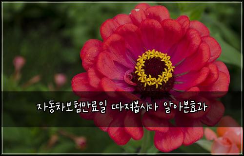 자동차보험만료일 따져봅시다 알아본효과