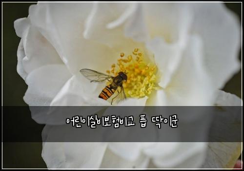 어린이실비보험비교 픕 딱이군