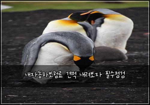 내자동차보험료 견적 내려보자 필수점검