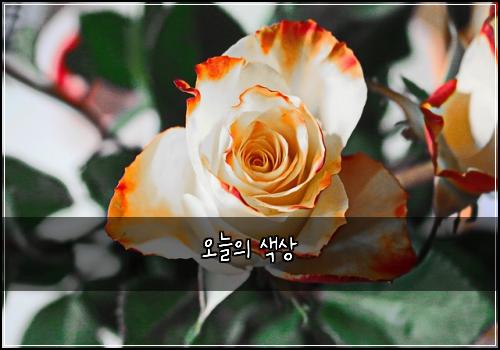 오늘의 색상