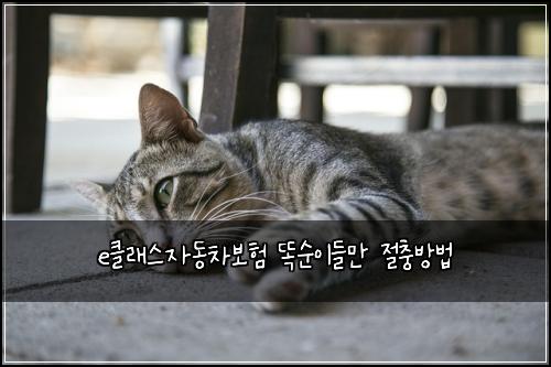 e클래스자동차보험 똑순이들만  절충방법