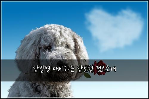 암발병 대비하는 암보험 정보소개 