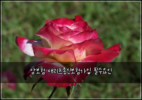 암보험 매리츠종신보험가입 필수요인