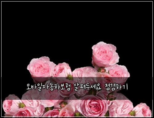 모바일자동차보험 살펴두세요  점검하기
