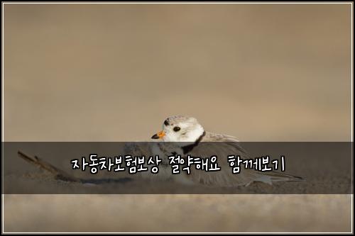 ์๋์ฐจ๋ณดํ๋ณด์ ์ ์ฝํด์ ํจ๊ป๋ณด๊ธฐ