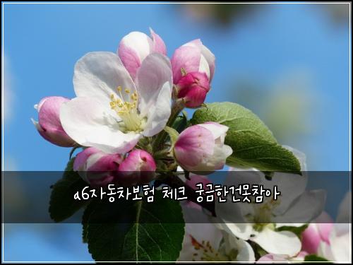 a6์๋์ฐจ๋ณดํ ์ฒดํฌ ๊ถ๊ธํ๊ฑด๋ชป์ฐธ์