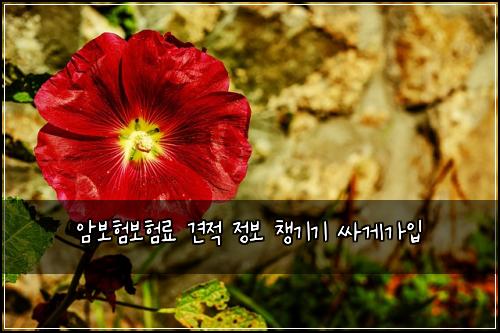 암보험보험료 견적 정보 챙기기 싸게가입