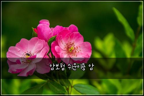 암보험 쉬운이용  암