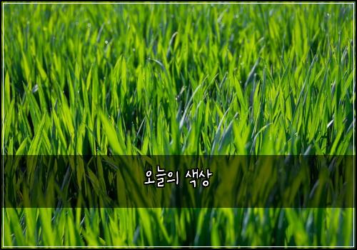 오늘의 색상