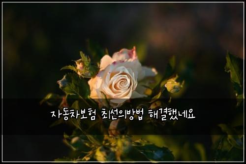 자동차보험 최선의방법  해결했네요
