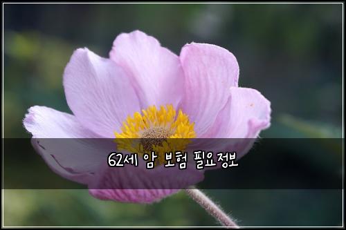62세 암 보험 필요정보 