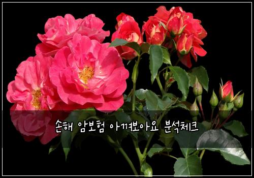 손해 암보험 아껴보아요  분석체크