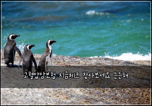 고혈압암보험 지금체크  찾아보세요 든든해