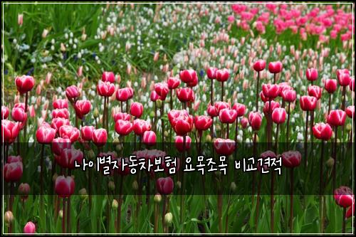 ๋์ด๋ณ์๋์ฐจ๋ณดํ ์๋ชฉ์กฐ๋ชฉ ๋น๊ต๊ฒฌ์ 