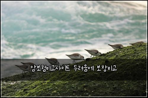 암보험비교사이트 두려움에 보장비교