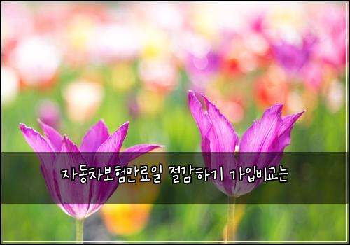 자동차보험만료일 절감하기 가입비교는