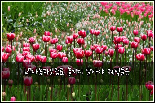 k7์๋์ฐจ๋ณดํ๋ฃ ๋์ง์ง ๋ง์์ผ ํํ๋ค์