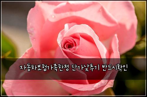 자동차보험가족한정 단가낮추기 반드시확인