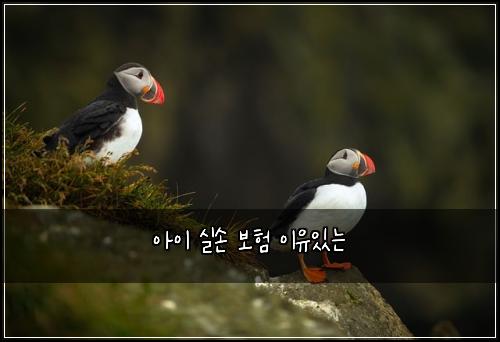아이 실손 보험 이유있는 