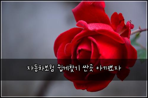 ์๋์ฐจ๋ณดํ ์ฝ๊ฒ์ฐพ๊ธฐ ์ผ๊ณณ ์๊ปด๋ณด์