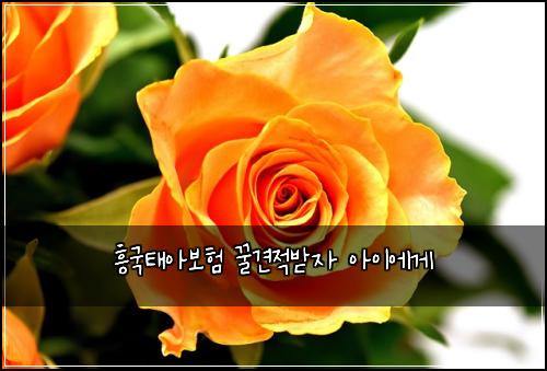 ํฅ๊ตญํ์๋ณดํ ๊ฟ๊ฒฌ์ ๋ฐ์ ์์ด์๊ฒ