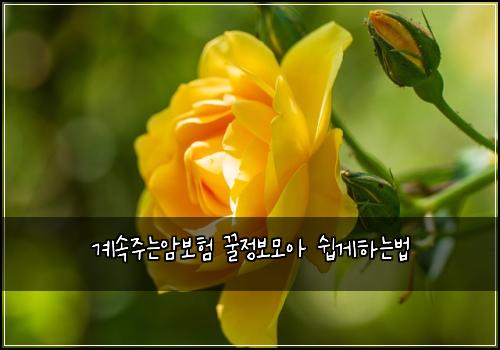 계속주는암보험 꿀정보모아  쉽게하는법