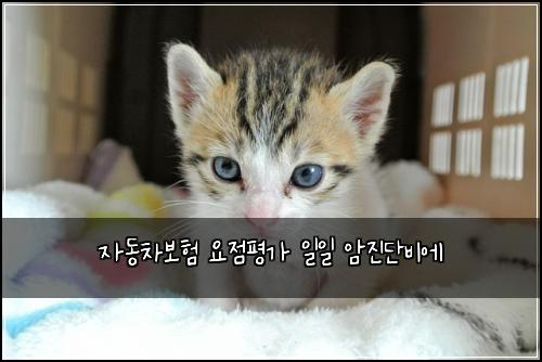 자동차보험 요점평가  일일 암진단비에