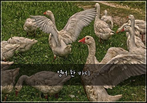 영어 한 마디