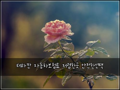 테라칸 자동차보험료 저렴한곳 안전한선택