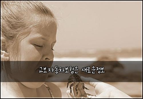 교보자동차보험은 새로운정보
