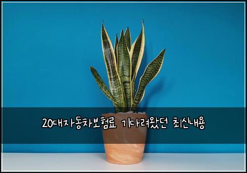 20대자동차보험료 기다려왔던 최신내용