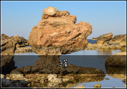 눈꽃