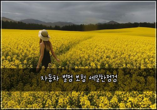 자동차 벌점 보험 세밀한점검 