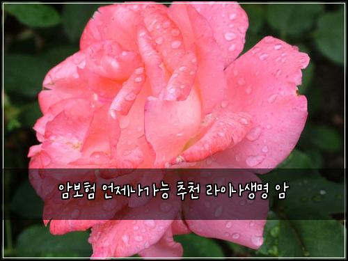 암보험 언제나가능  추천 라이나생명 암
