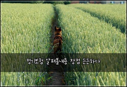정기보험 살펴볼내용  장점 든든하다