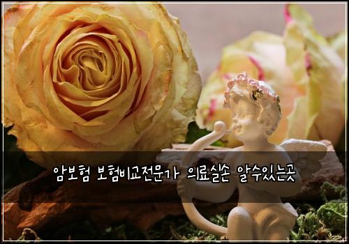 암보험 보험비교전문가 의료실손 알수있는곳