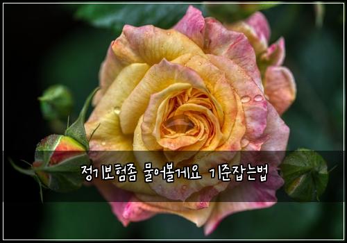 정기보험좀 물어볼게요 기준잡는법