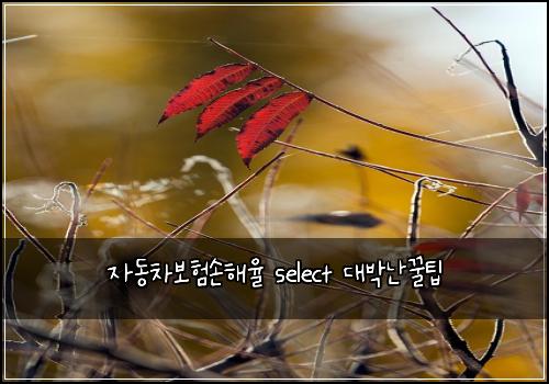 자동차보험손해율 select 대박난꿀팁