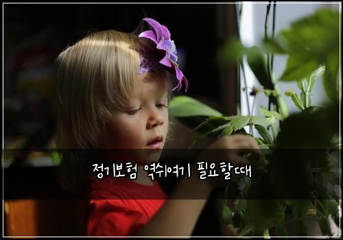 정기보험 역쉬여기  필요할때