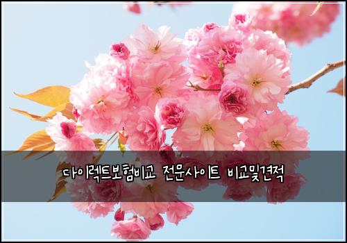 다이렉트보험비교 전문사이트 비교및견적
