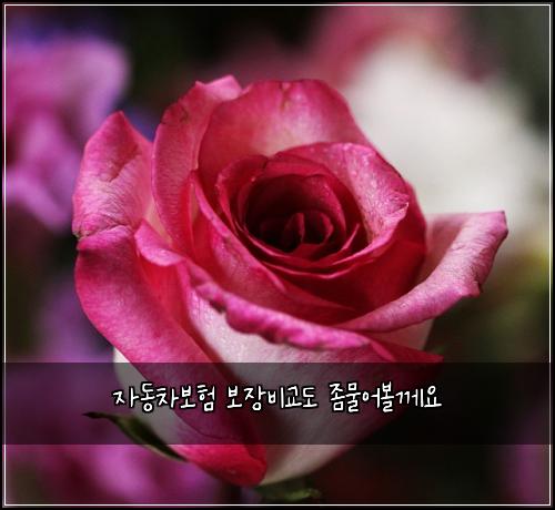 자동차보험 보장비교도  좀물어볼께요