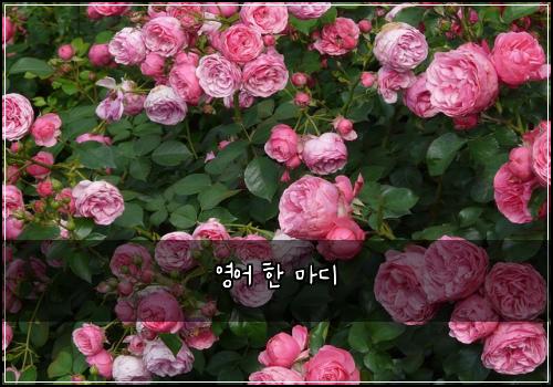영어 한 마디