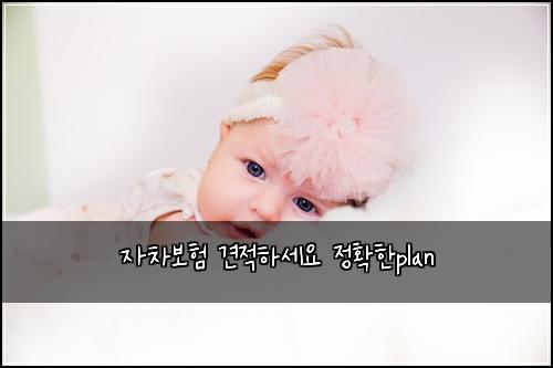 자차보험 견적하세요  정확한plan