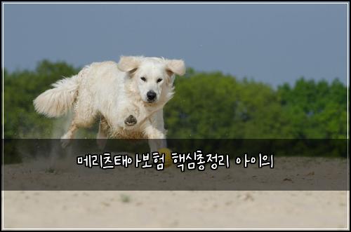 메리츠태아보험 핵심총정리  아이의