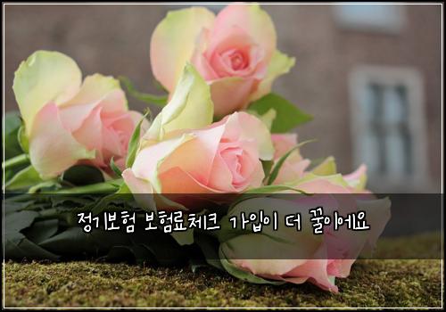 정기보험 보험료체크  가입이 더 꿀이에요