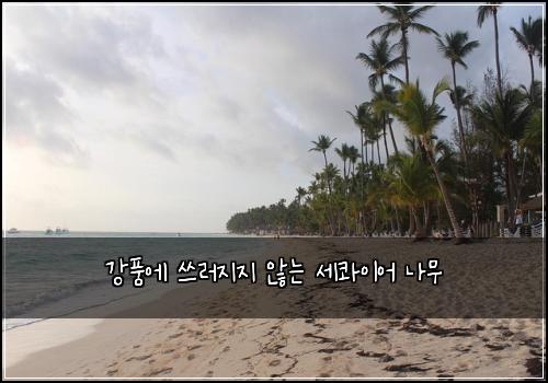 강풍에 쓰러지지 않는 세콰이어 나무