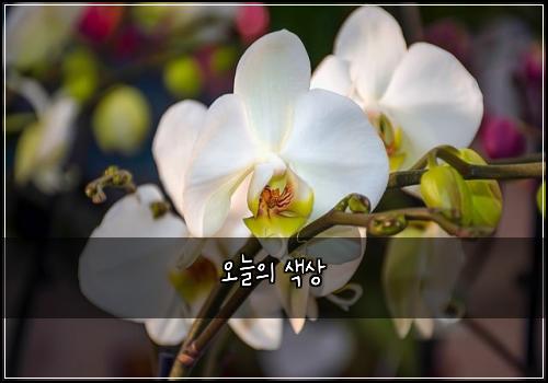 오늘의 색상